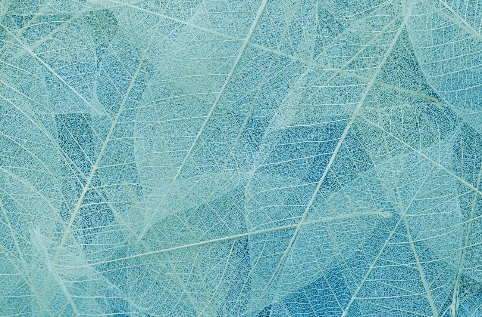 The image shows a close-up of translucent, overlapping leaves with intricate vein patterns in shades of blue and green, creating a delicate texture.